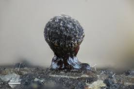 Attēlu rezultāti vaicājumam “Craterium leucocephalum var. scyphoides”