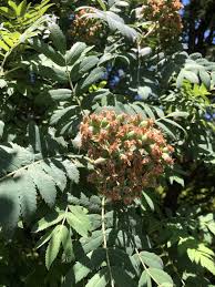 Attēlu rezultāti vaicājumam “Sorbus”