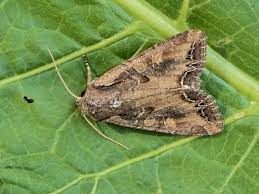 Attēlu rezultāti vaicājumam “Lacanobia suasa”