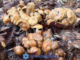 Attēlu rezultāti vaicājumam “Psilocybe sp.”