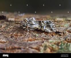 Attēlu rezultāti vaicājumam “Calophasia lunula larva”