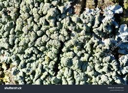 Attēlu rezultāti vaicājumam “Pertusaria pertusa”