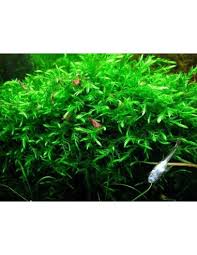 Attēlu rezultāti vaicājumam “Fontinalis antipyretica subsp. gracilis”