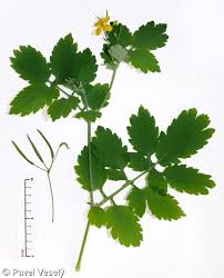 Image result for Chelidonium majus