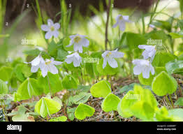 Attēlu rezultāti vaicājumam “Oxalis acetosella leaf”