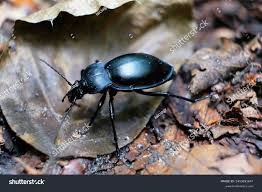 Attēlu rezultāti vaicājumam “Carabus glabratus”