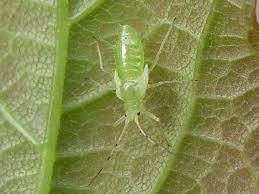 Attēlu rezultāti vaicājumam “Drepanosiphum platanoidis”