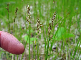 Attēlu rezultāti vaicājumam “Carex arenaria  fruit”