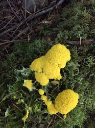 Attēlu rezultāti vaicājumam “Fuligo septica var. flava young”