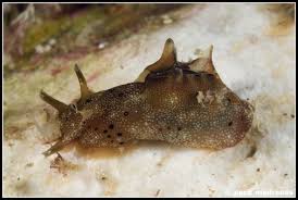 Attēlu rezultāti vaicājumam “Hoplia parvula”