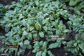 Attēlu rezultāti vaicājumam “Pulmonaria saccharata”