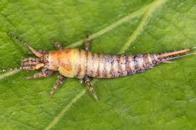 Attēlu rezultāti vaicājumam “Machilidae”