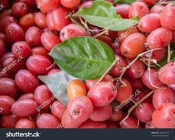 Attēlu rezultāti vaicājumam “Campanula latifolia fruit”