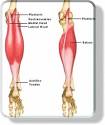 Article: Calves Of Steel