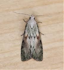 Attēlu rezultāti vaicājumam “Aphomia sociella female”