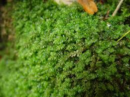 Attēlu rezultāti vaicājumam “Plagiochila asplenioides”