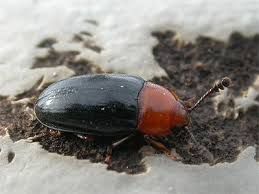 Attēlu rezultāti vaicājumam “Triplax russica”