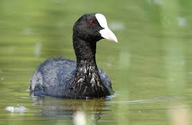Attēlu rezultāti vaicājumam “Fulica atra adult”