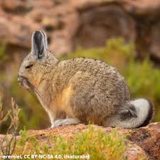 Image result for viscacha