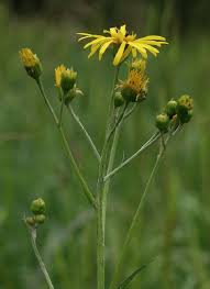 Attēlu rezultāti vaicājumam “Jacobaea paludosa flower”