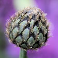 Attēlu rezultāti vaicājumam “Centaurea phrygia bud”