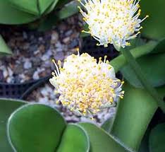 Attēlu rezultāti vaicājumam “Betula humilis male flower”