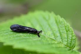 Attēlu rezultāti vaicājumam “Trichoptera”