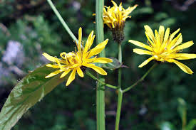 Attēlu rezultāti vaicājumam “Crepis paludosa”