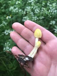 Attēlu rezultāti vaicājumam “Bolbitius vitellinus”