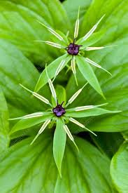 Attēlu rezultāti vaicājumam “Paris quadrifolia”