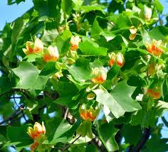 Attēlu rezultāti vaicājumam “Thuja occidentalis flower”