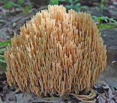 Attēlu rezultāti vaicājumam “Ramaria stricta”