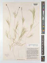 Attēlu rezultāti vaicājumam “Potamogeton trichoides”