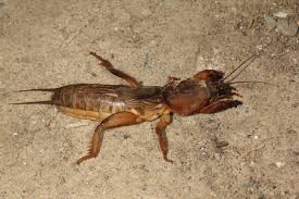 Attēlu rezultāti vaicājumam “Gryllotalpa gryllotalpa”