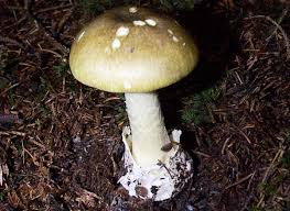 Attēlu rezultāti vaicājumam “Amanita phalloides”