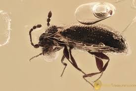 Attēlu rezultāti vaicājumam “Endomychidae”