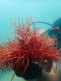 Attēlu rezultāti vaicājumam “Lycogala botrydium macro”