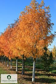 Attēlu rezultāti vaicājumam “Sorbus”