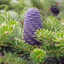 Attēlu rezultāti vaicājumam “Abies sibirica”