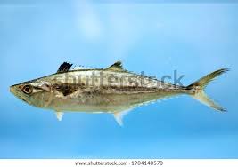 Image result for Scomberomorus cavalla