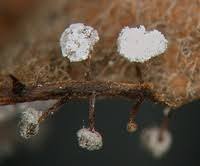 Attēlu rezultāti vaicājumam “Didymium bahiense”