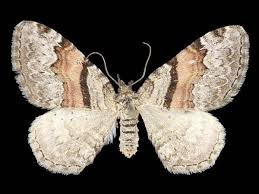 Attēlu rezultāti vaicājumam “Xanthorhoe designata”