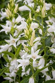Attēlu rezultāti vaicājumam “Campanula latifolia flower”