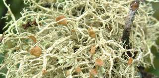 Attēlu rezultāti vaicājumam “Evernia mesomorpha”