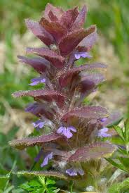 Attēlu rezultāti vaicājumam “Ajuga pyramidalis”