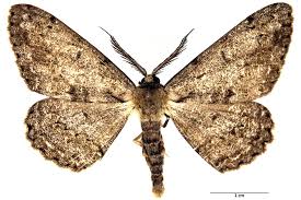 Attēlu rezultāti vaicājumam “Hypomecis roboraria”