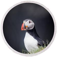 Image result for Fratercula arctica