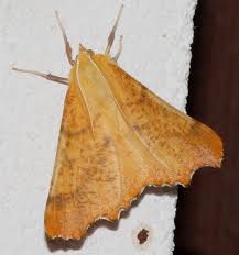 Attēlu rezultāti vaicājumam “Ennomos autumnaria male”