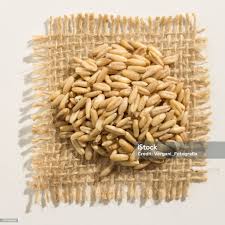 Attēlu rezultāti vaicājumam “Avena sativa fruit”