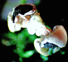 Attēlu rezultāti vaicājumam “Diderma ochraceum young”